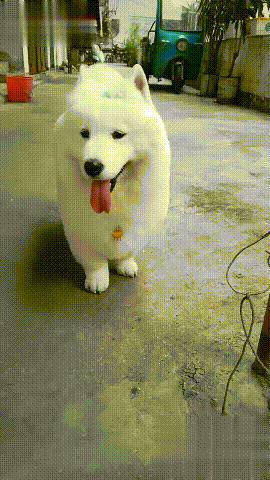 一只小短腿的萨摩耶,佩戴大金链子还涂抹指甲,是个有钱狗啊!