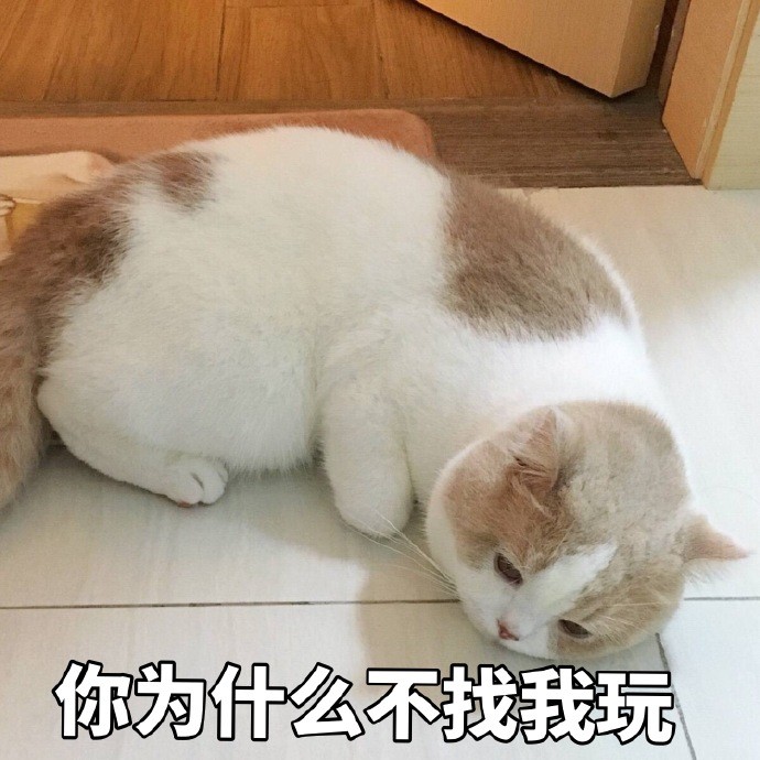 软萌可爱猫咪搞笑表情包:我知道日子不好过,可这他妈也太难过了