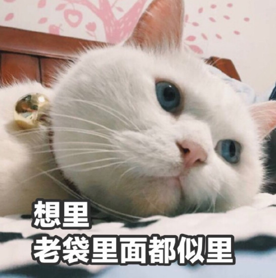 可爱萌猫表情包:备受铲屎官的折磨!