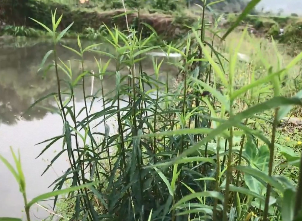 生长在水边的"泥鳅串,掐嫩芽来凉拌味道特别香,农村人都爱吃