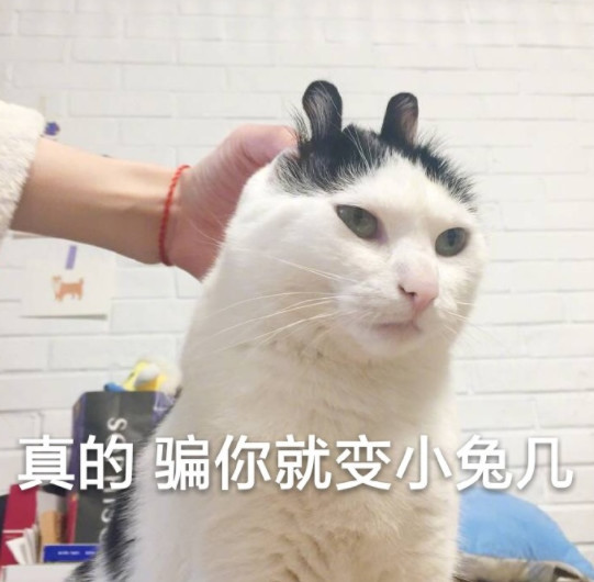 可爱萌猫表情包:真的,骗你就变成小兔子!