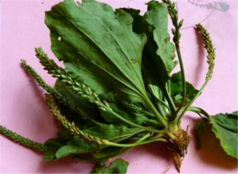 在农村随处可见的车前草,它究竟有什么作用与功效?