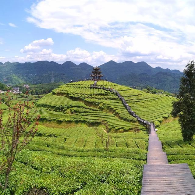 高山贡茶,世界硒都,"中国最美茶乡"——宣恩伍家台茶园