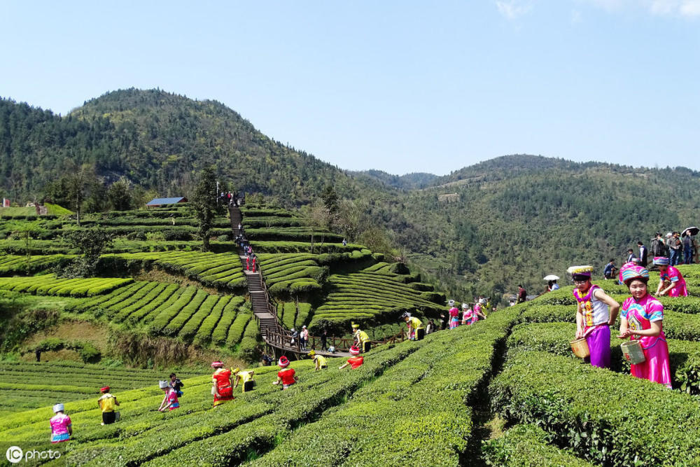 高山贡茶,世界硒都,"中国最美茶乡"——宣恩伍家台茶园