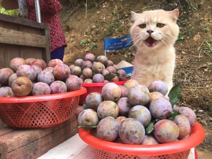 黄桑的李子不好卖,好可爱的猫猫