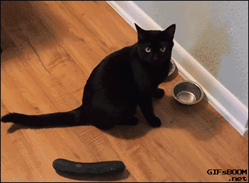 猫为啥怕黄瓜呢?
