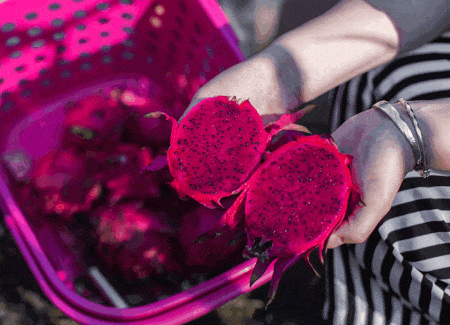 直播预告|平凉本地红心火龙果秒杀直播即将开启,限时