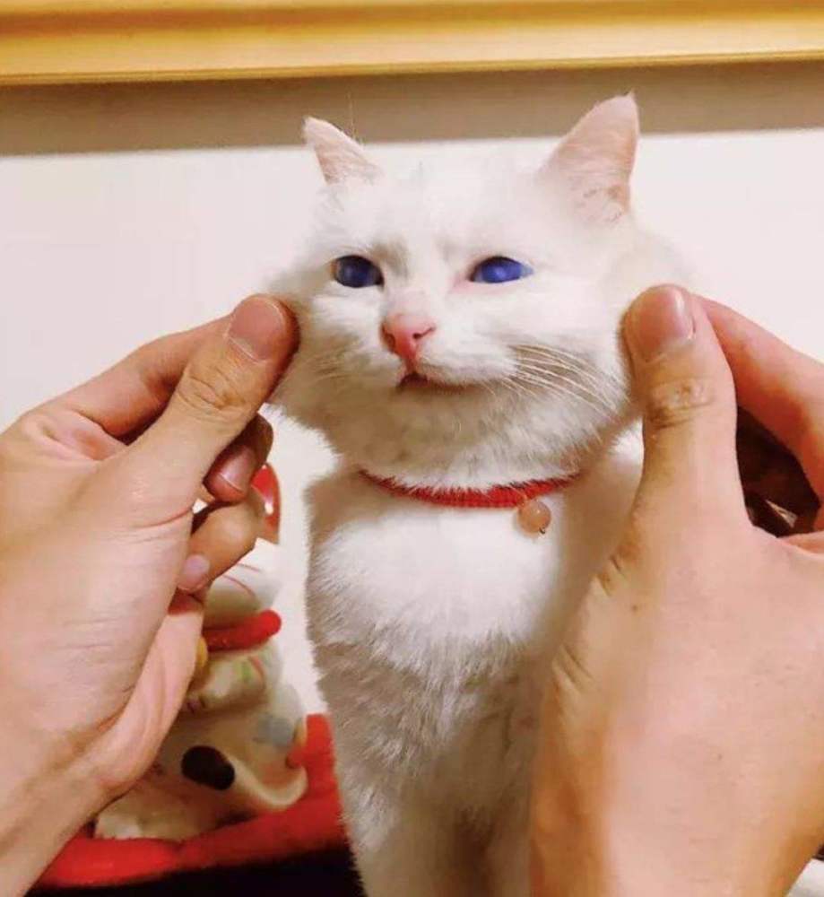 可爱猫咪软萌表情包!