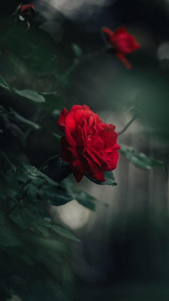 森系玫瑰花手机壁纸:暂且把难过当成一种滋味,不如大胆拥抱它