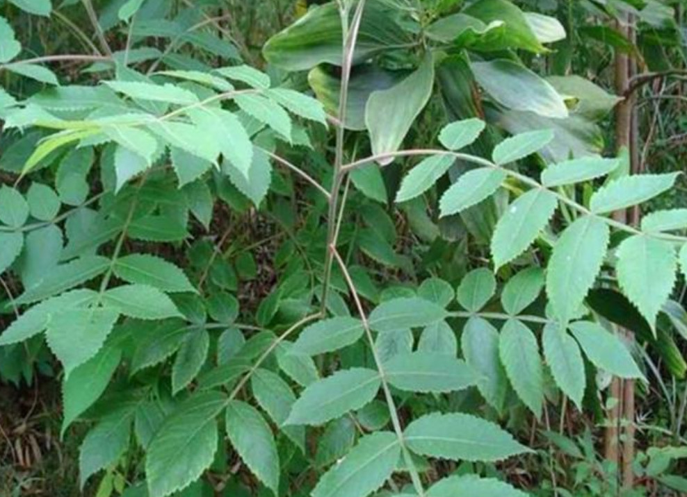 农村这植物叫"五倍子树",人们但凡看到它都会逃走,这