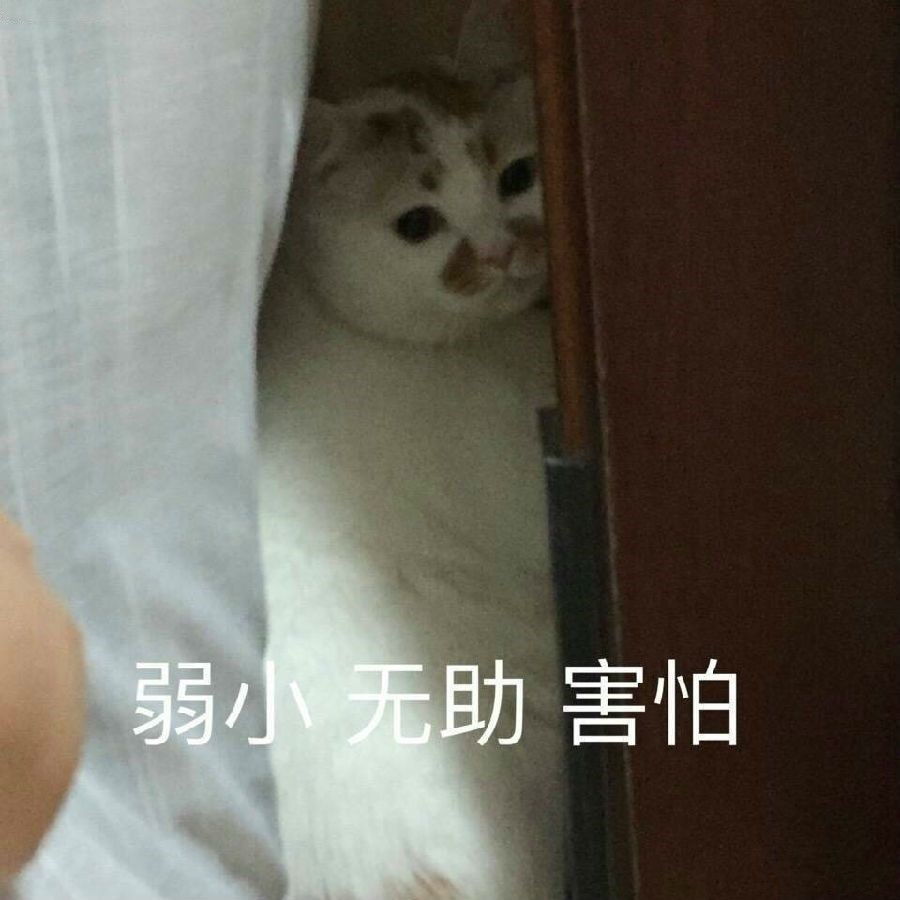 可爱猫咪软萌表情包:我累了,真的累了,让我休息吧!