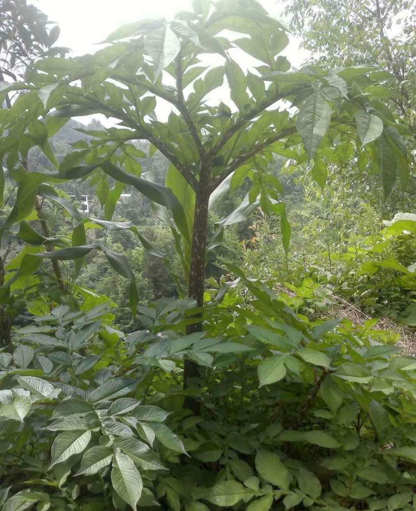 云贵川爱吃的魔芋豆腐,其实就是农村的植物鬼芋,有两千多年历史