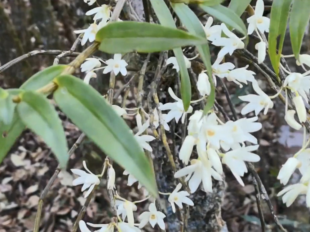 一种专门盘在树干上的中药材,根系发达俗称"不死草"