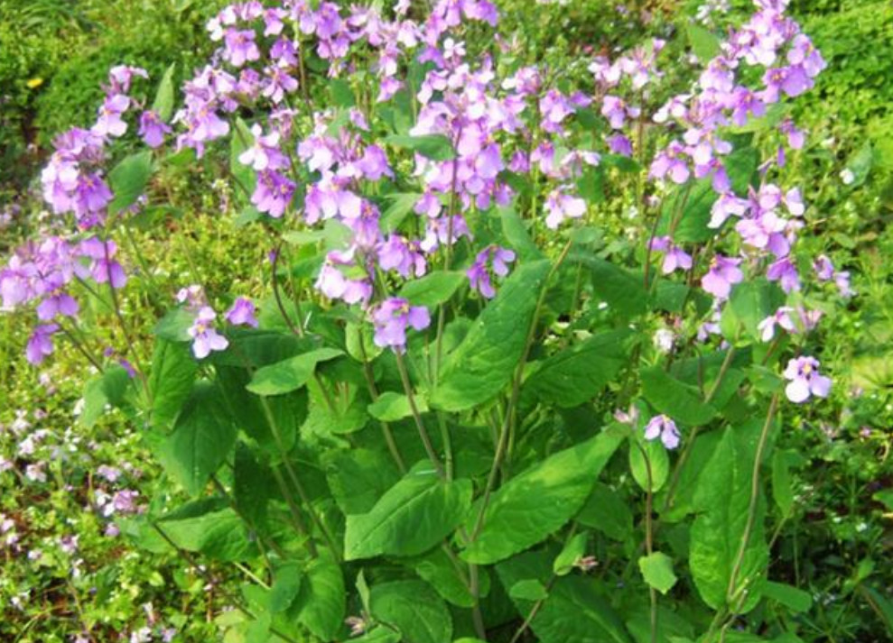 这野菜有个神奇的名字叫"诸葛菜",既可以当蔬菜也能当