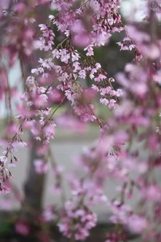 离歌且莫翻新阕. 一曲能教肠寸结. 直须看尽洛城花