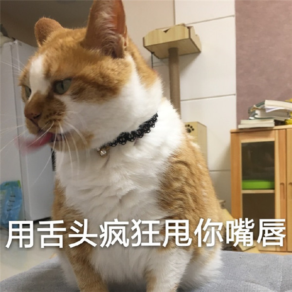 软萌可爱小猫咪爆笑表情包:用舌头疯狂甩你嘴唇!