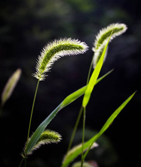 10,狗尾巴草
