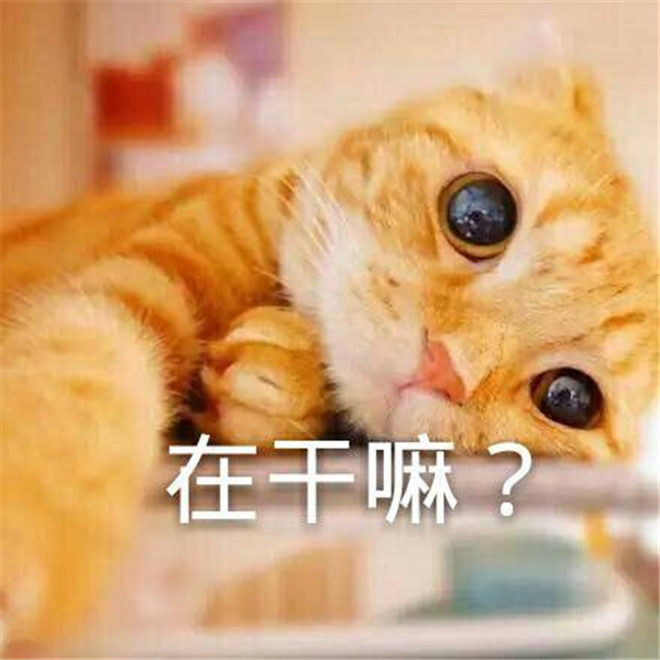 可爱萌宠小橘猫搞笑表情包:给你一张我的自拍