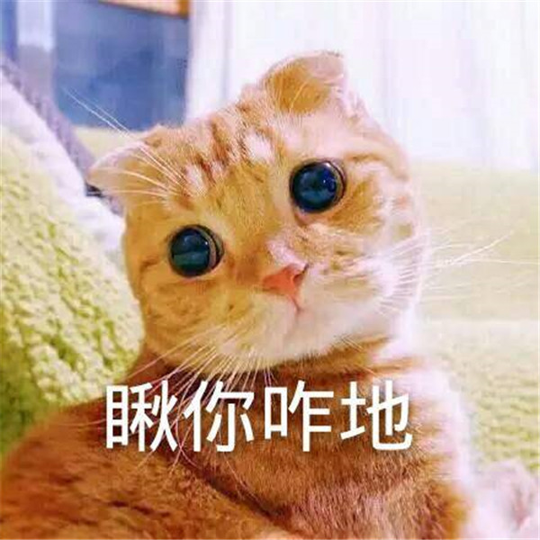 可爱萌宠小橘猫搞笑表情包:给你一张我的自拍