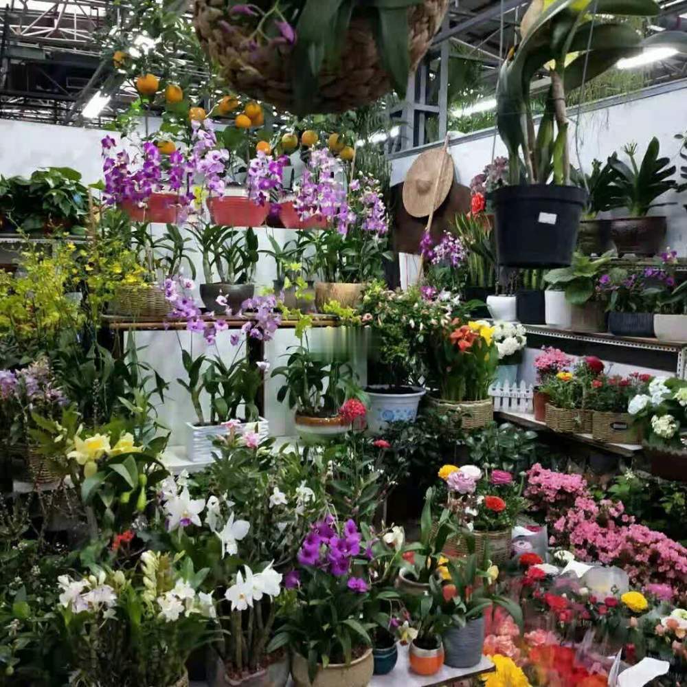 莱太花卉市场装修,捡漏啦!