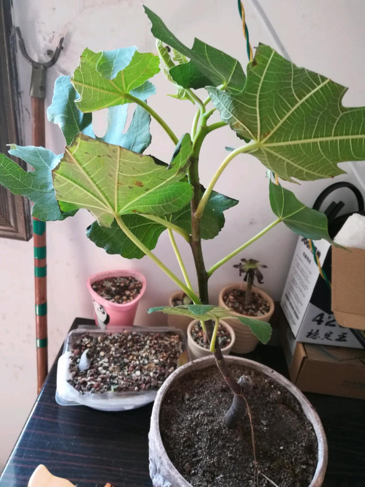 无花果,盆栽,施肥,阳台,肥料