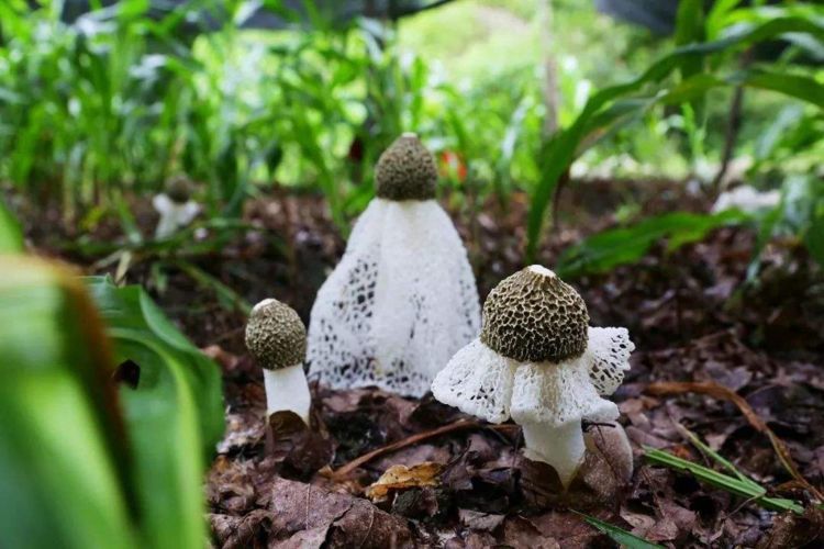 看似是虫卵,其实是一种菌类,营养价值极高,只有竹子才会长