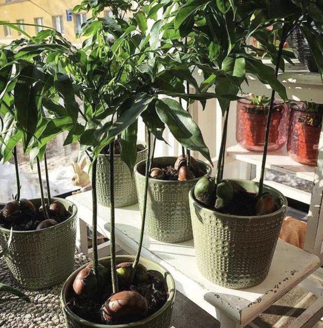 植物,盆栽,夏季,发财树,元宝树