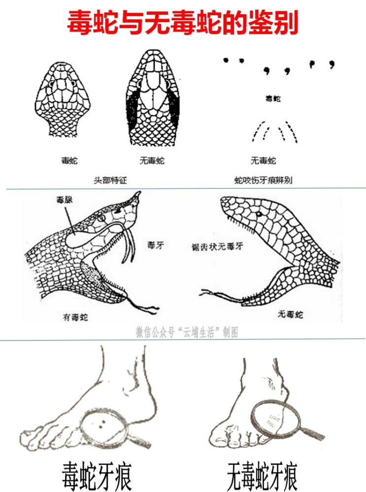 8种毒蛇分布在广州这些地方,这5间医院有救命的抗蛇毒