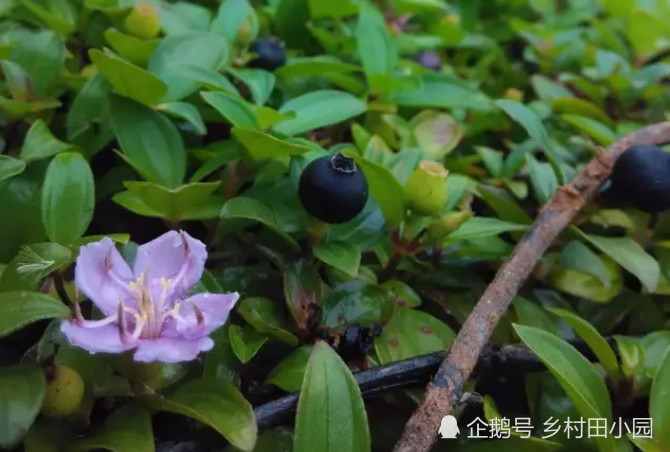 地菍,野果,山林,果实,叶子