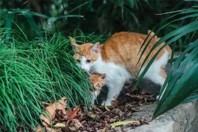 橘猫妈妈外出觅食,回来发现猫仔躺地上不动了,下一秒