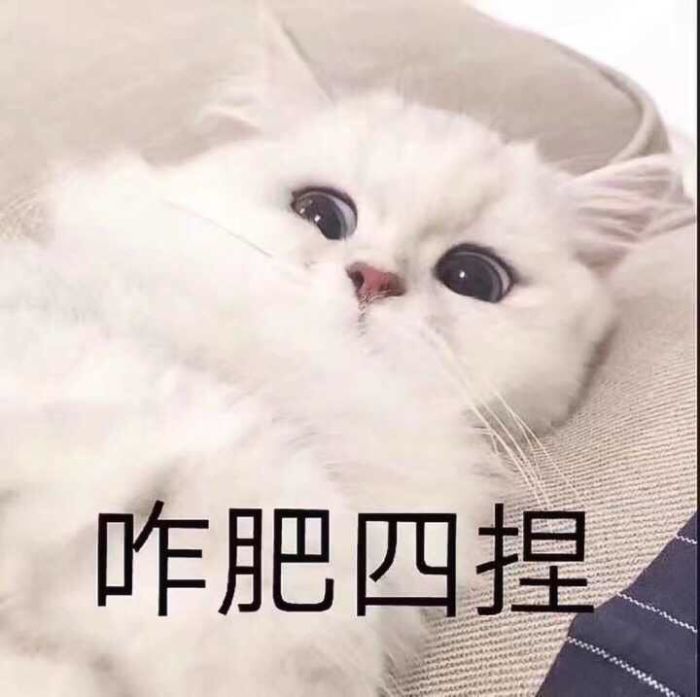 网红猫咪可爱表情包:让我看看谁家小孩还不睡觉!