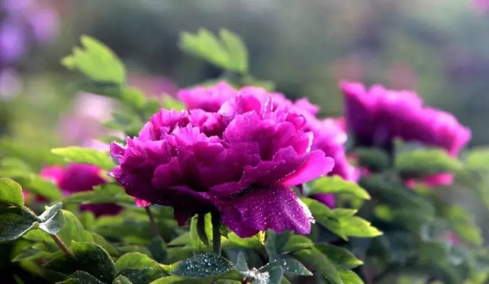菏泽牡丹人口_菏泽牡丹