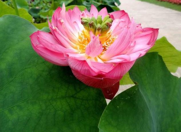 这6种佛教圣花,寓意平安喜乐,在国内备受推崇,欣赏价值高
