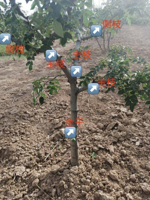花椒树丰产修剪管理技术攻略,一个一线专家二十几年的