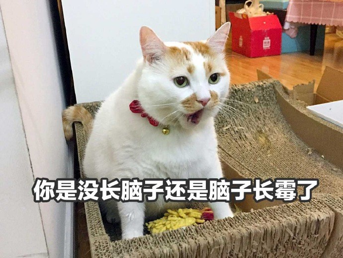 可爱猫咪搞笑表情包:我是当事喵,现在就是非常后悔!