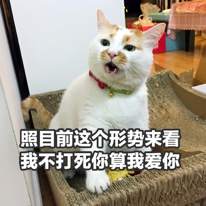 可爱猫咪搞笑表情包:我是当事喵,现在就是非常后悔!