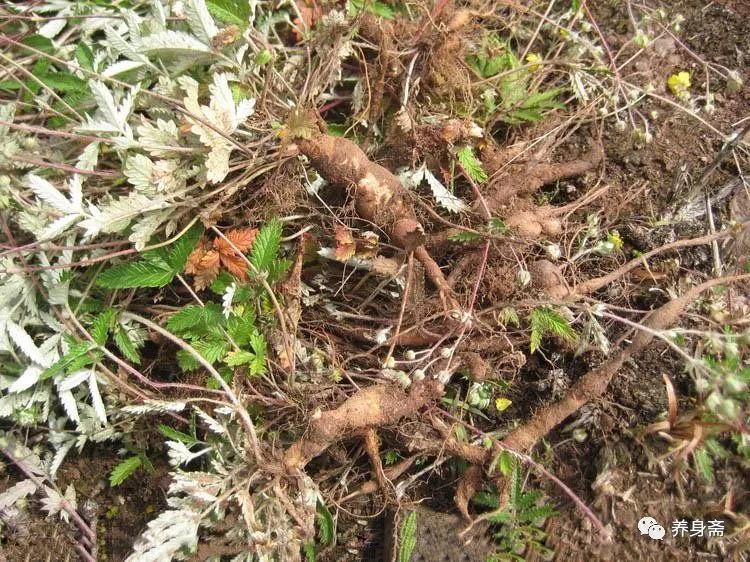 老中医提醒:不想一辈子吃药,农村田野里这种植物根,竟