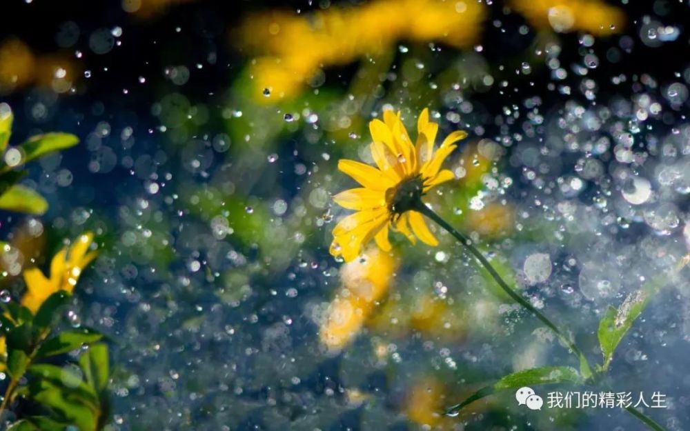 听雨,听见了美好