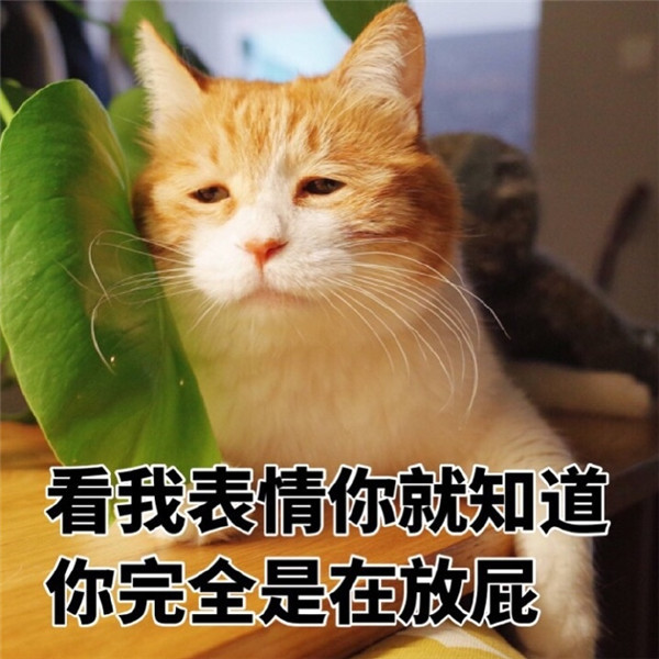 软萌可爱小猫咪爆笑表情包:看我表情你就知道,你完全是在放屁!