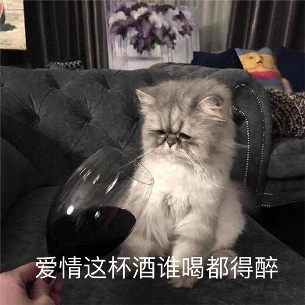 软萌可爱小猫咪爆笑表情包:爱情这杯酒,谁和都得醉