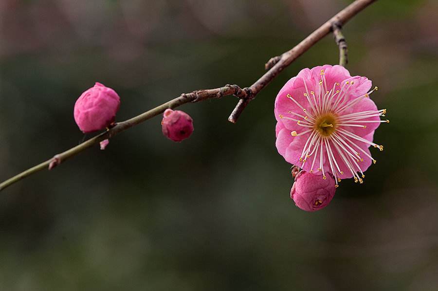 十二月的花名?十二月代表的花?