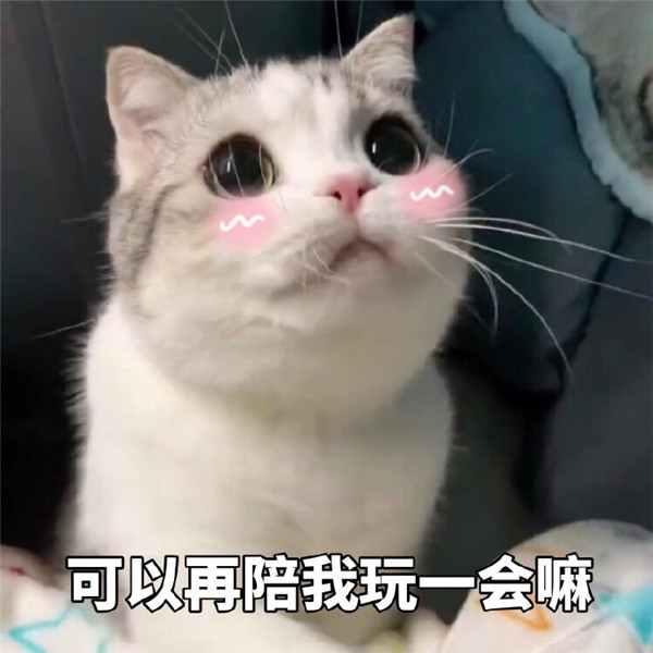 可爱萌宠猫咪搞笑表情包:可以再陪我玩一会吗?