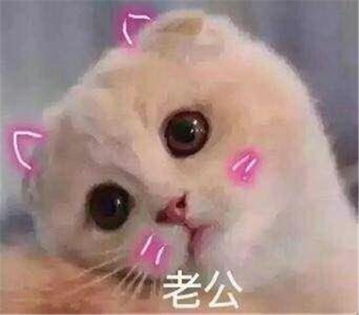 热门爆笑斗图萌宠表情包:我在悄咪咪的偷窥老公!