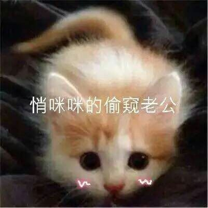 热门爆笑斗图萌宠表情包:我在悄咪咪的偷窥老公!