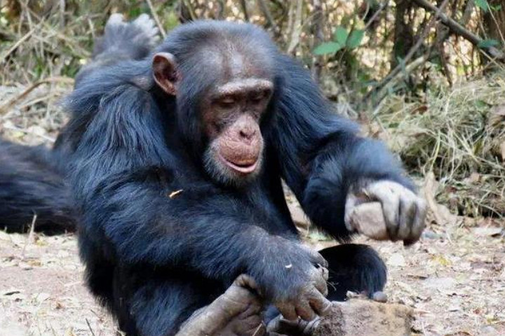 巴拿马猴进入石器时代,它会进化成新人类吗?网友:达尔文是对的