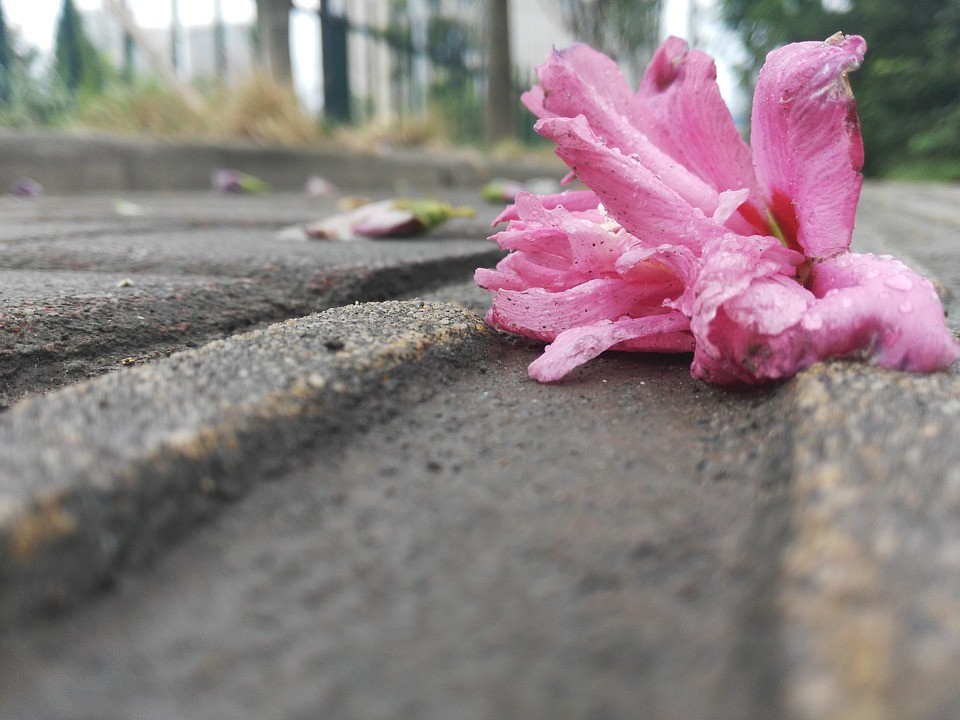 读一首诗李商隐《落花》 感受缠绵不尽的悲伤