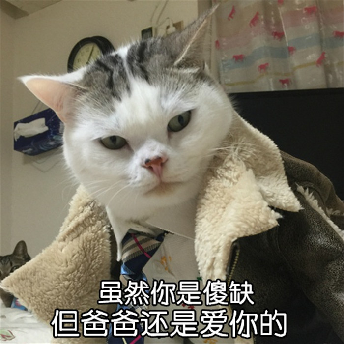 可爱萌宠猫咪搞笑表情包:虽然你是傻缺,但爸爸还是爱你的