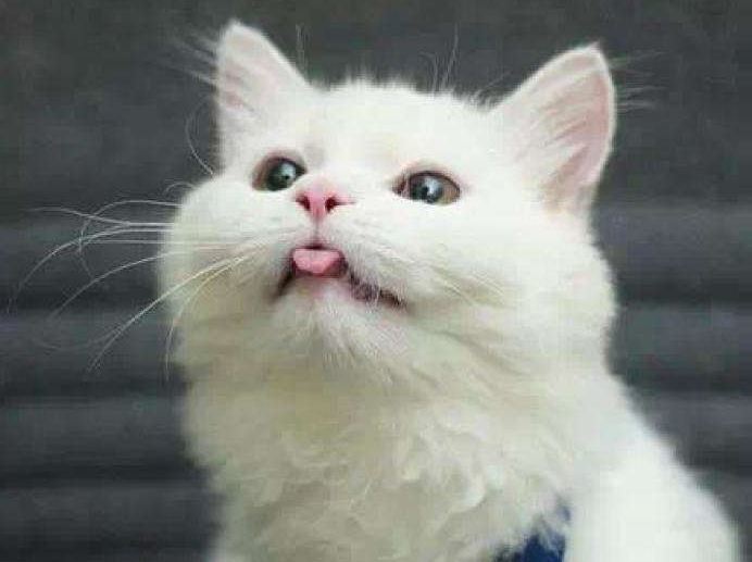 女子百万豪车被糟蹋了 进口软顶上都是大便和