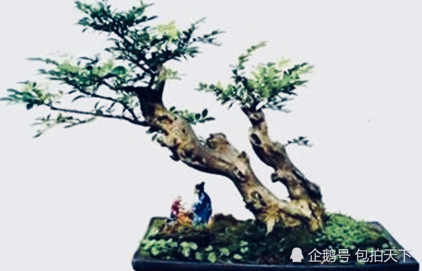 盆景欣赏:千年不大黄杨木 造型个性鲜明好吸引人 观赏