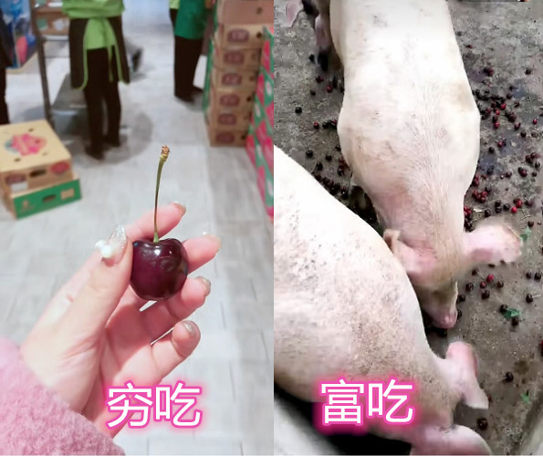穷吃vs富吃,泡面忍了,草莓忍了,看见车厘子:连猪都不如!